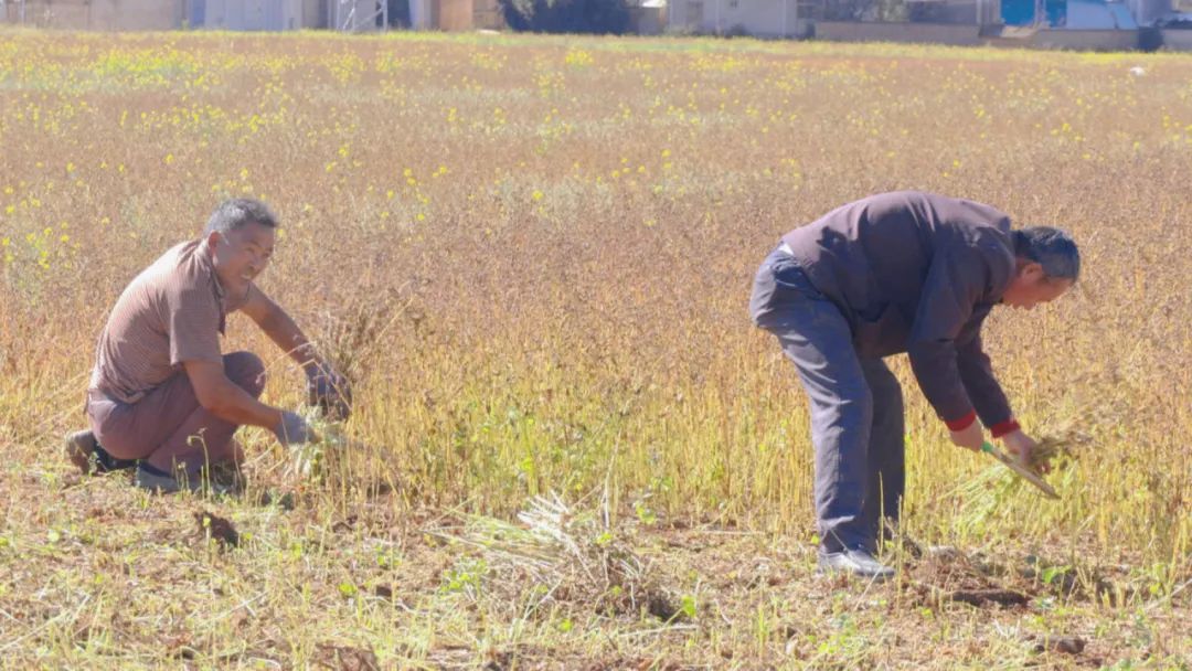 农村发烟_私自造烟的村子_小村子造20年假烟