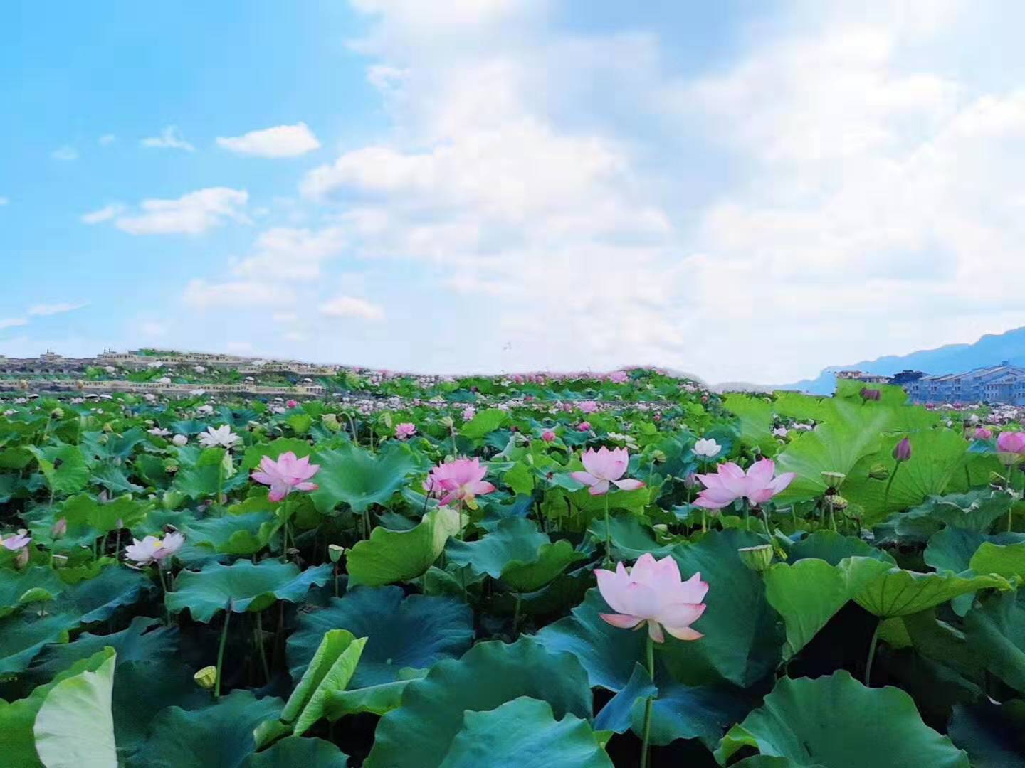 贵州茅台镇荷花酒和荷花烟_贵洲茅台镇荷花酒价格_贵州茅台荷花酒价格