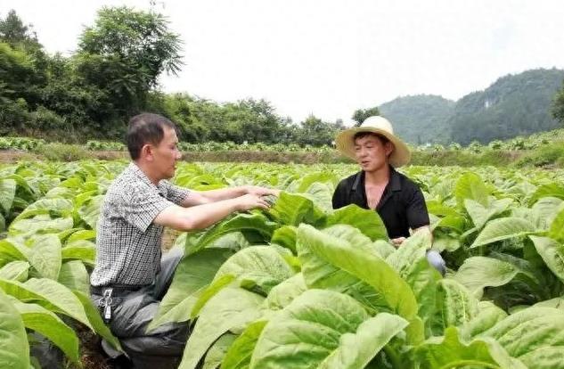 烟中华价格图片及价格_中华烟_烟中华多少钱一条