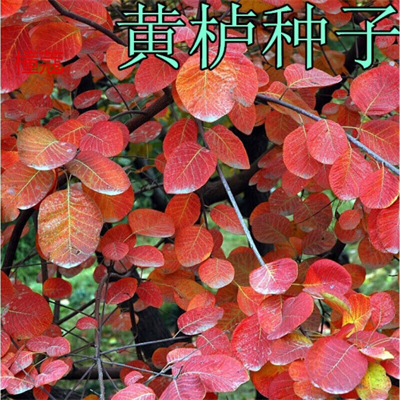 农村发烟_农村让烟的规矩_私自造烟的村子