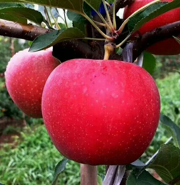 农村让烟的规矩_农村发烟_私自造烟的村子