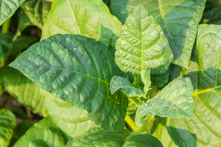 越南烟的品牌大全图片_越南烟什么牌子适合中国人吸_越南烟