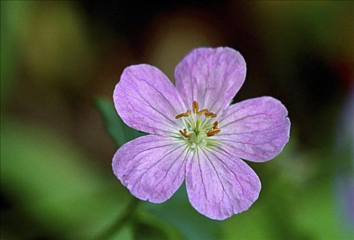 香烟货源_货源网香烟_香烟货源批发