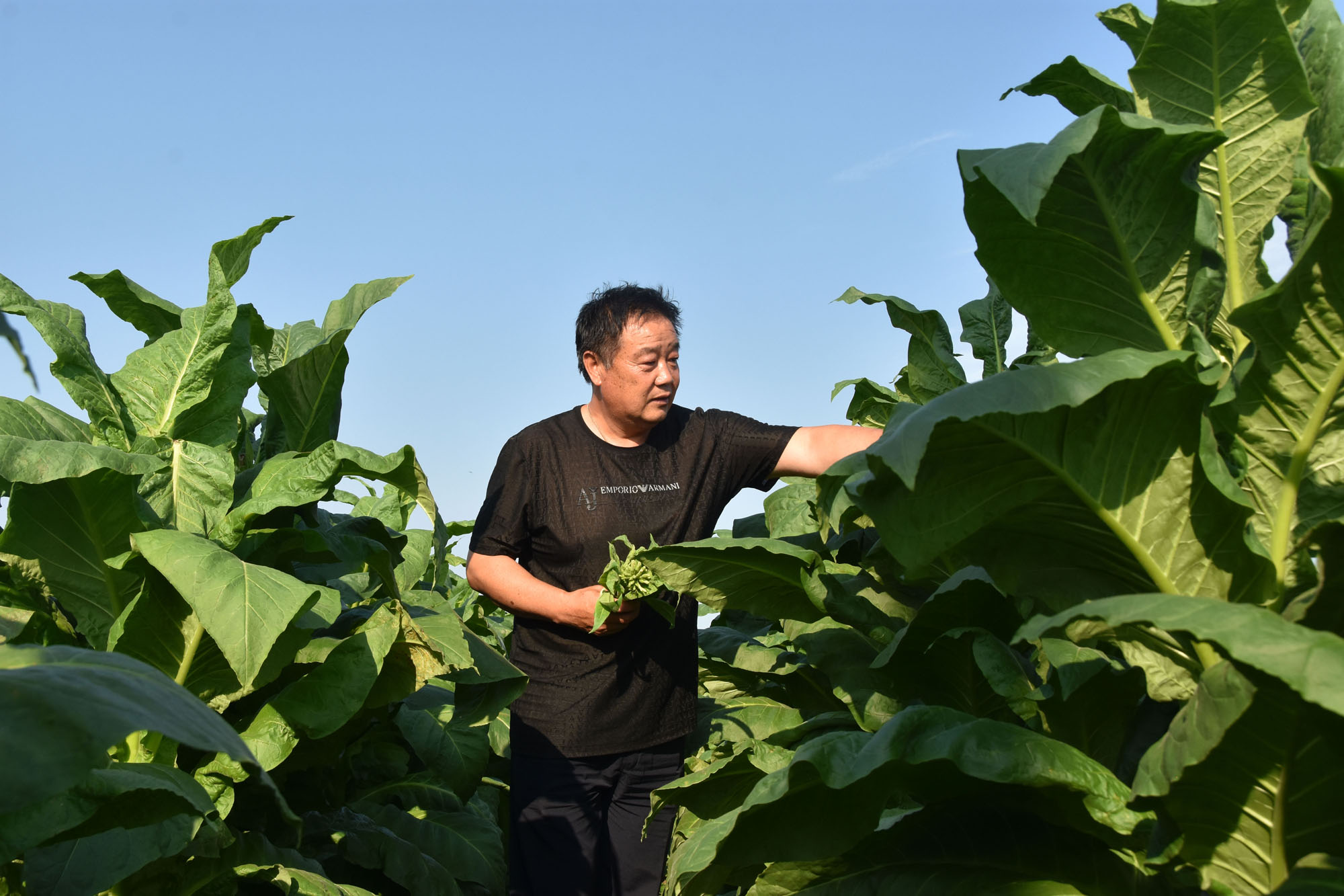 私自造烟的村子_小村子造20年假烟_农村让烟的规矩