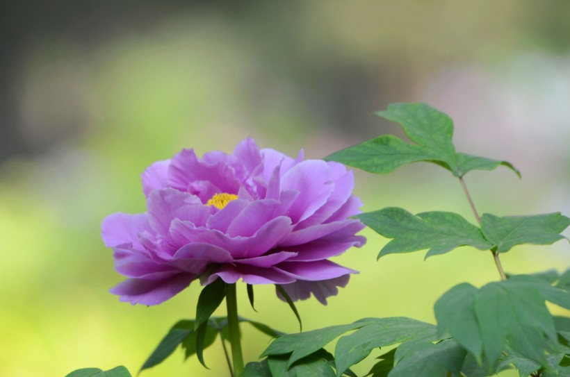 云霄卷烟厂生产什么牌_现在云霄卷烟厂生产正品烟了吗_云霄香烟卷烟厂