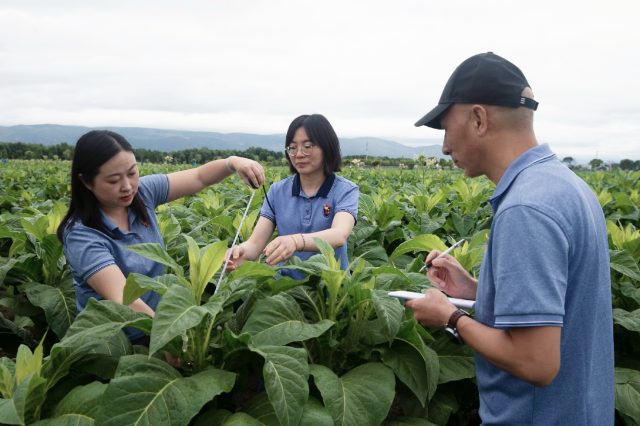 香烟云南的烟最好_云南香烟_香烟云南印象