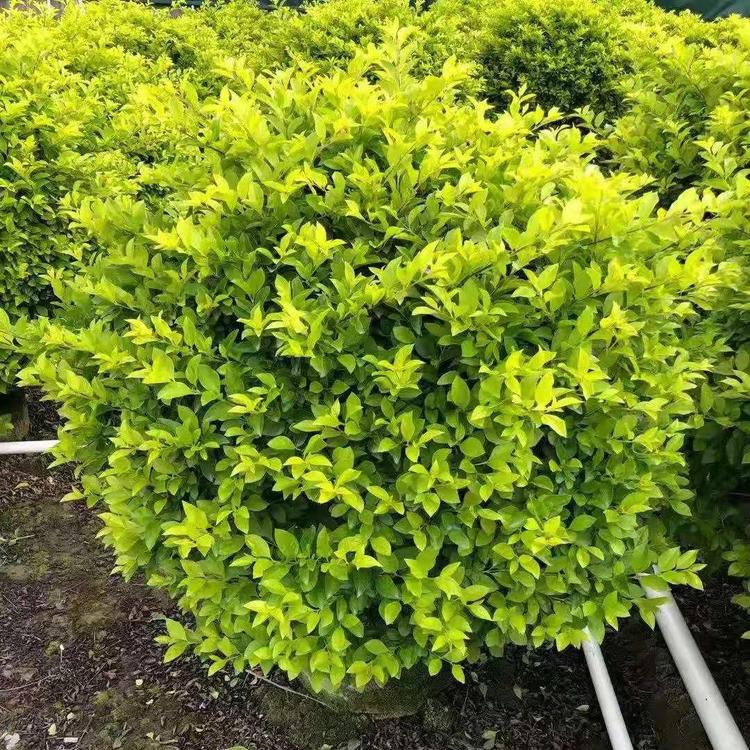 香烟云霄货是什么意思_云霄香烟微信_云霄香烟多少钱一包