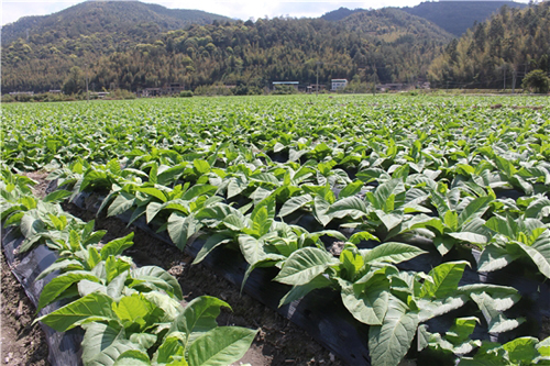 云霄烟一手货源_香烟一手云霄货_云霄香烟一手货源厂家直销批发