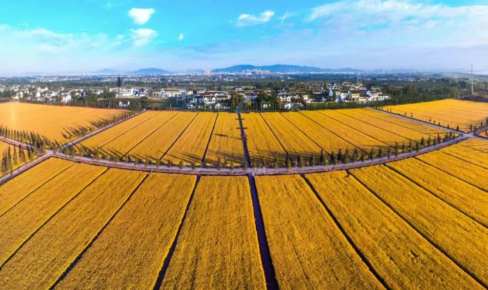 中华假烟村庄_中华假烟村_中华假香烟