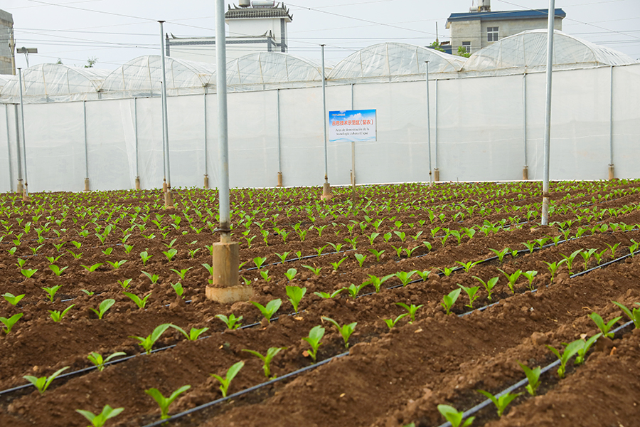 香烟云南的烟最好_云南香烟_香烟云南红云