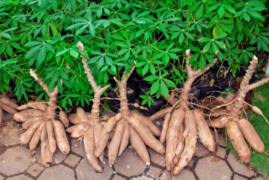 越南代工香烟联系方式_越南代工香烟质量到底如何_越南代工烟