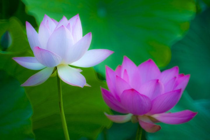 贵洲茅台镇荷花酒价格_贵州茅台镇荷花酒和荷花烟_贵州茅台荷花酒价格