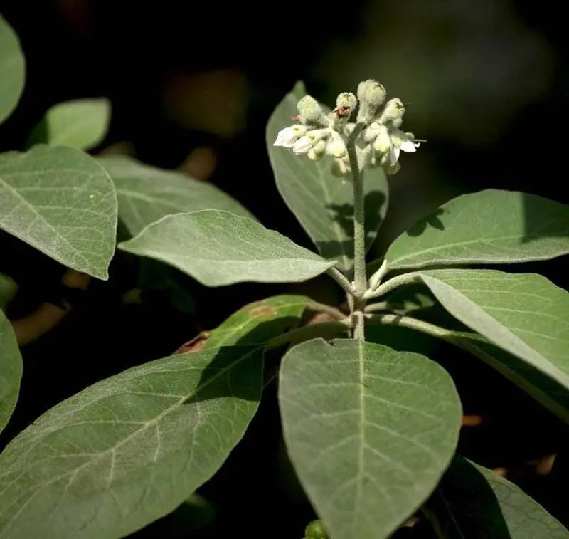 云霄假香烟批发价格表_漳州云霄做假烟_云霄县假烟一手货源