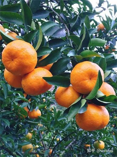 福建云霄县属于哪个市_福建云霄_福建云霄天气