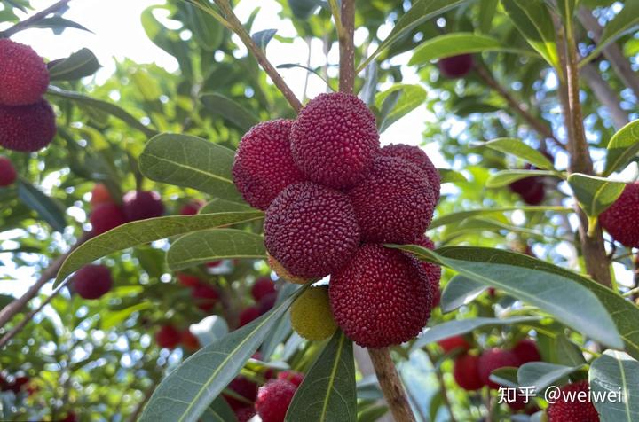 福建云霄_福建云霄县属于哪个市_福建云霄天气