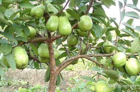 福建云霄天气_福建云霄_福建云霄县属于哪个市