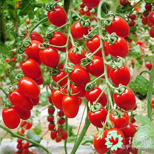 福建云霄_福建云霄县属于哪个市_福建云霄天气