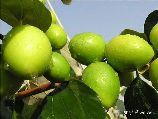 福建云霄_福建云霄县属于哪个市_福建云霄天气