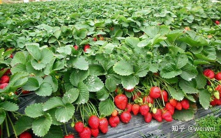 福建云霄县属于哪个市_福建云霄天气_福建云霄