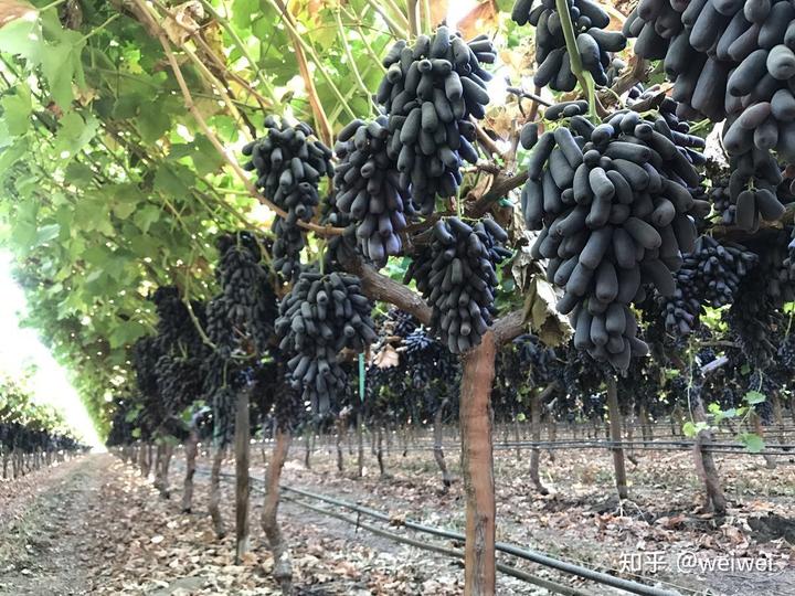 福建云霄县属于哪个市_福建云霄天气_福建云霄