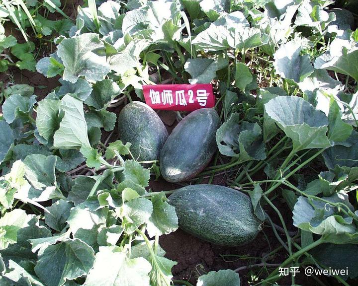 福建云霄天气_福建云霄县属于哪个市_福建云霄