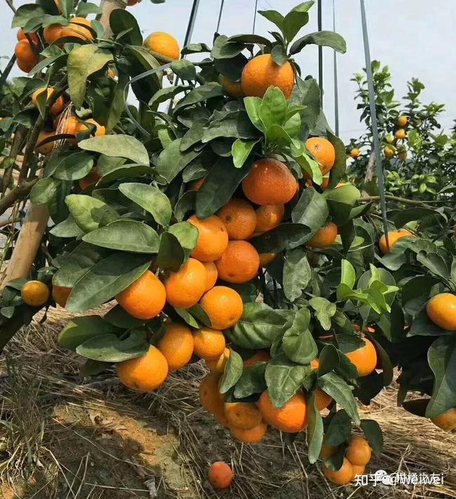 福建云霄天气_福建云霄县属于哪个市_福建云霄