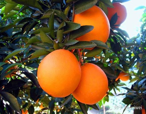 福建云霄县属于哪个市_福建云霄天气_福建云霄