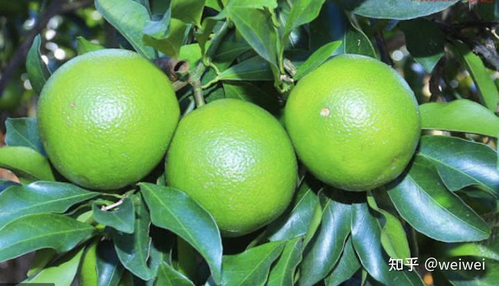 福建云霄_福建云霄天气_福建云霄县属于哪个市