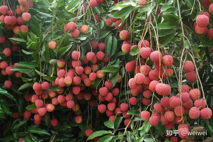 福建云霄天气_福建云霄县属于哪个市_福建云霄