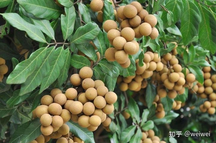 福建云霄_福建云霄天气_福建云霄县属于哪个市