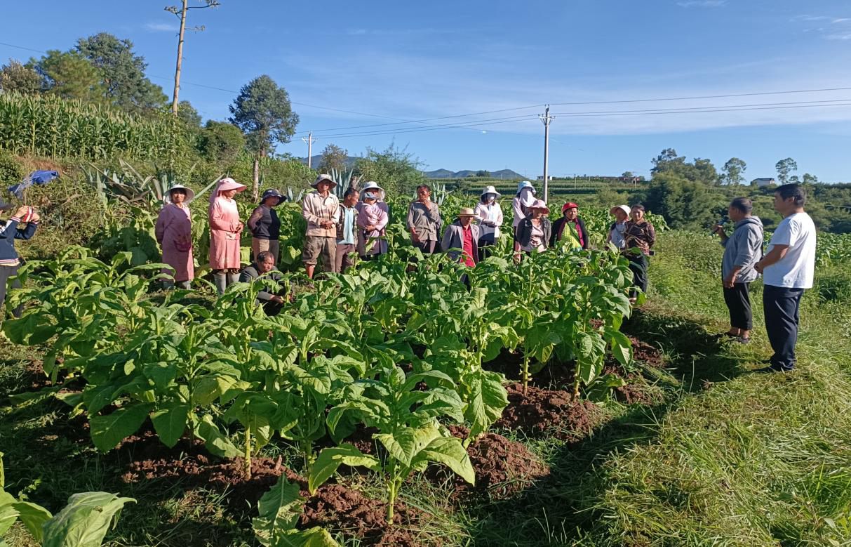 香烟云南印象_香烟云南印象多少钱_云南香烟