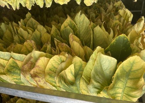 香烟云南印象_云南香烟_香烟云南的烟最好