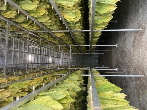 香烟云南的烟最好_香烟云南印象_云南香烟