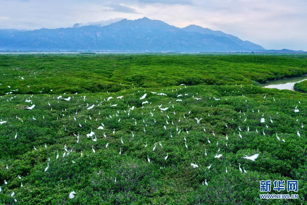 福建云霄_福建云霄假香烟到底能不能抽_福建云霄天气