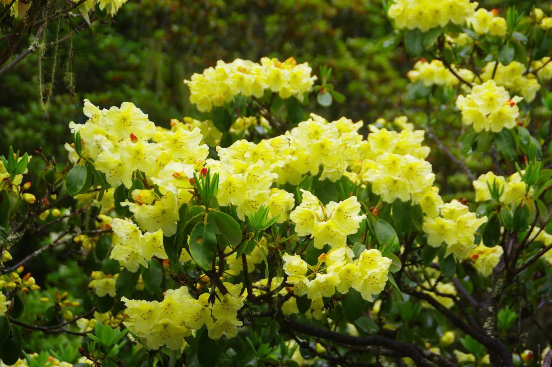 香烟云南印象_香烟云南印象多少钱_云南香烟