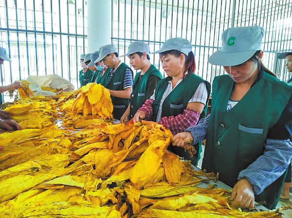 香烟云南印象多少钱_云南香烟_香烟云南印象