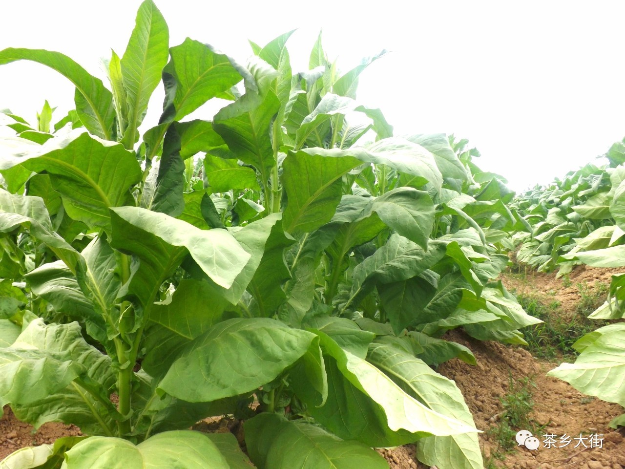 110元云霄香烟批发_云霄香烟一手货源技巧_云霄国烟批发一手货源