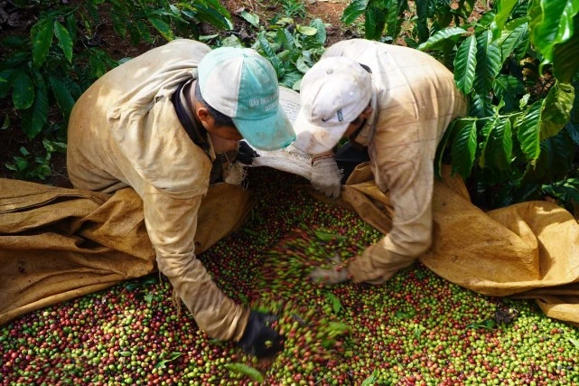 越南烟_越南烟什么牌子适合中国人吸_越南烟香烟价格表图