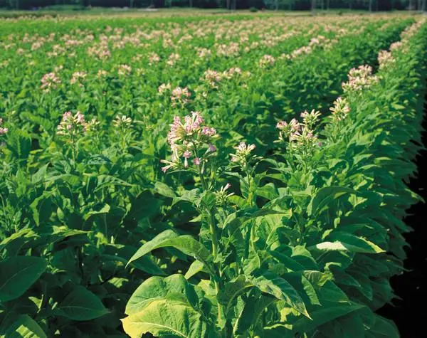 云霄香烟_香烟云霄货和船货什么区别_香烟云霄是什么意思