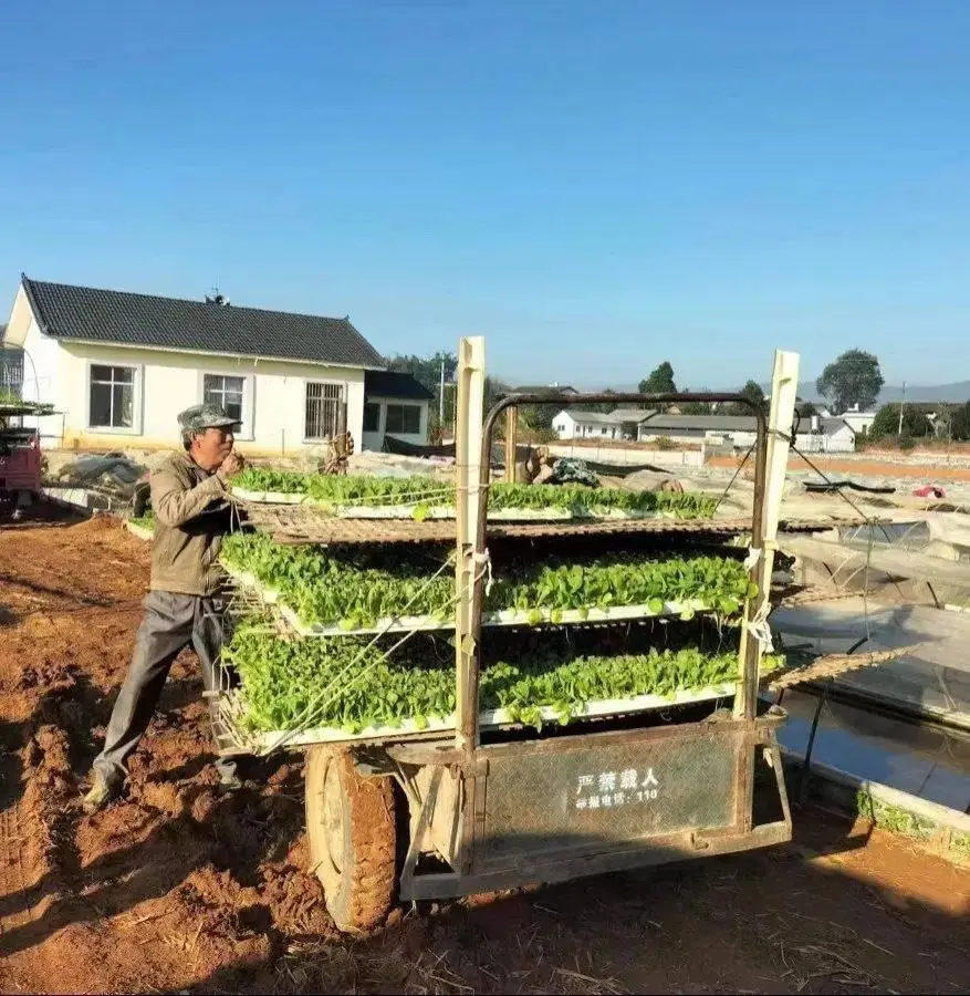 农村让烟的规矩_农村发烟_私自造烟的村子