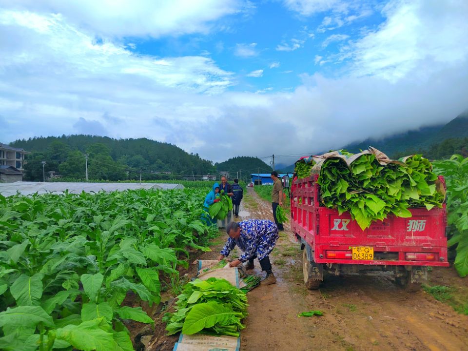 农村发烟_农村让烟的规矩_私自造烟的村子