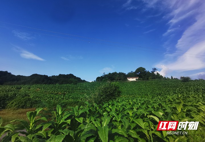 农村让烟的规矩_农村发烟_私自造烟的村子