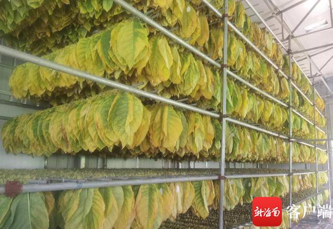 香烟云南红云_香烟云南印象_云南香烟