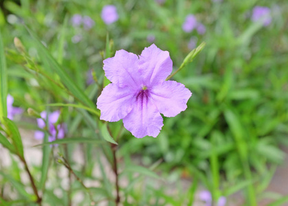 越南代工香烟质量到底如何_越南代工香烟联系方式_越南代工烟