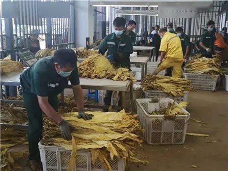 鹈首造和菖蒲造哪种好_大和蔵酒造株式会社金箔入本醸造祝寿酒1,8升价格_私自造烟的村子