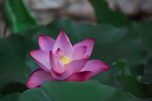 贵洲茅台镇荷花酒价格_贵州茅台镇荷花酒和荷花烟_贵州茅台荷花酒价格