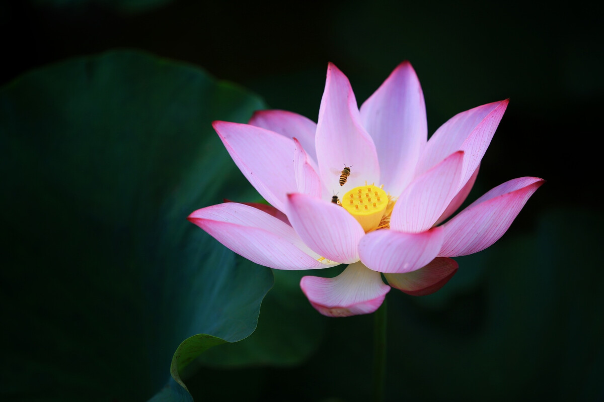 贵洲茅台镇荷花酒价格_贵州茅台荷花酒价格_贵州茅台镇荷花酒和荷花烟