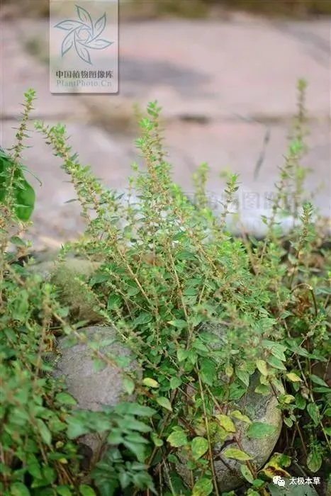 云霄香烟多少钱一包_云霄香烟细支_云霄系列香烟哪款好抽