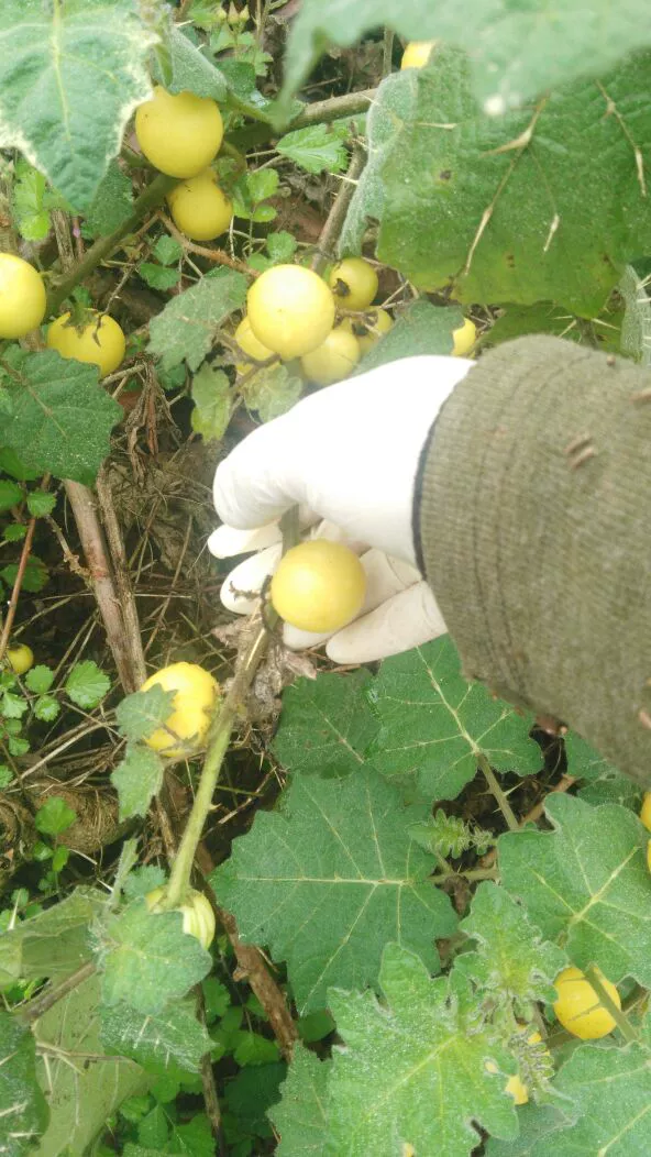 云霄系列香烟哪款好抽_云霄香烟多少钱一包_云霄香烟细支