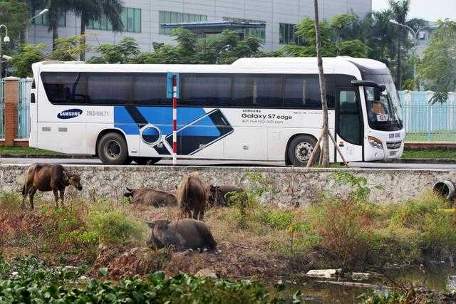 越南代工的烟_越南代工烟厂_越南代工烟